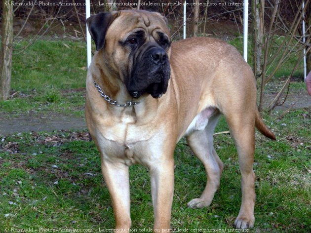 Photo de Bullmastiff