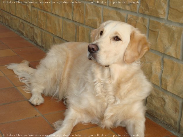 Photo de Golden retriever