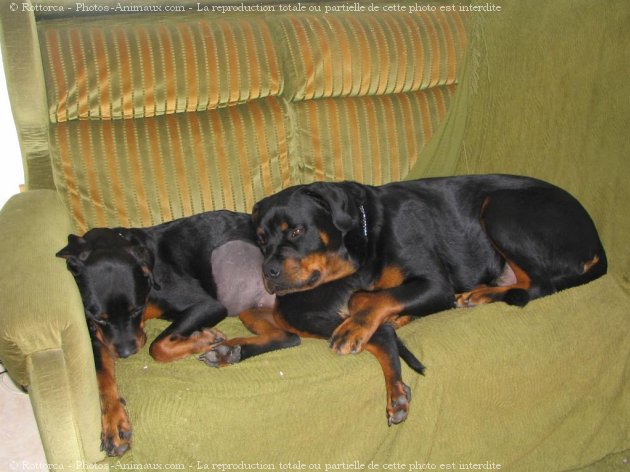 Photo de Rottweiler