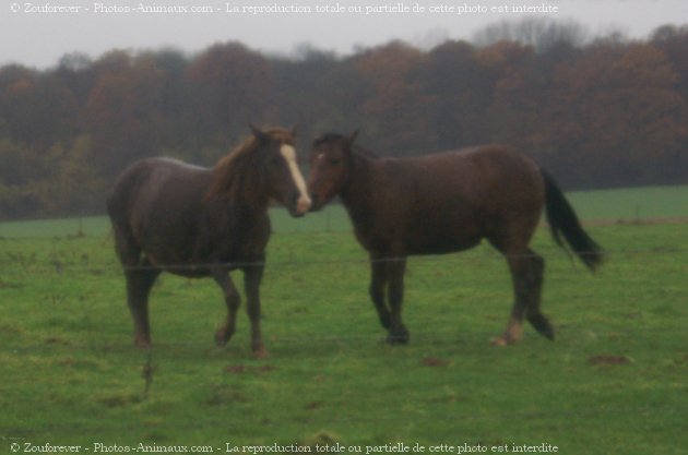 Photo de Haflinger