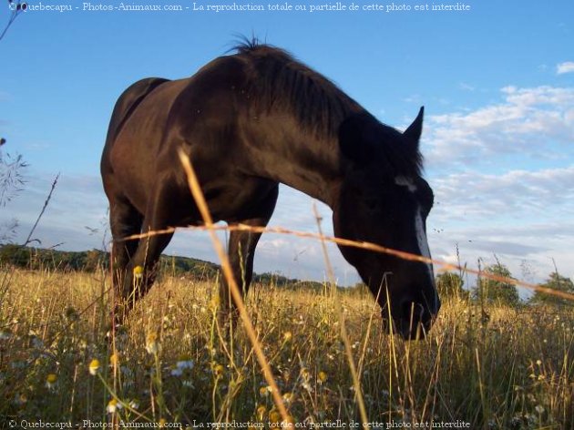 Photo de Percheron