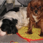 Photo de Cavalier king charles spaniel