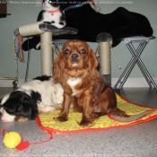 Photo de Cavalier king charles spaniel