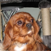 Photo de Cavalier king charles spaniel