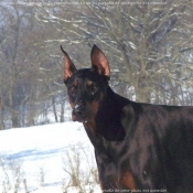 Photo de Dobermann