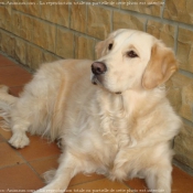 Photo de Golden retriever