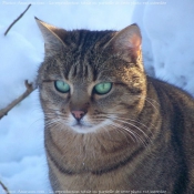 Photo de Chat domestique