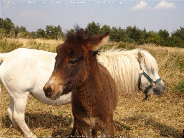 Photo de Races diffrentes