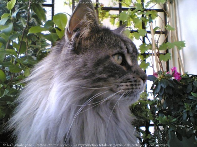 Photo de Maine coon