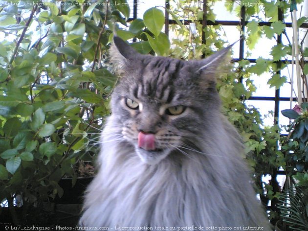 Photo de Maine coon