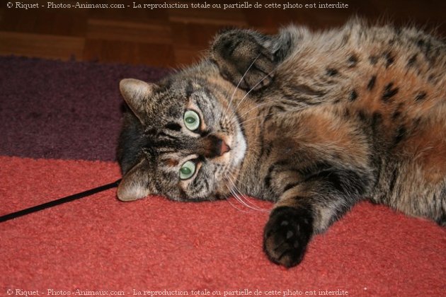 Photo de Chat domestique