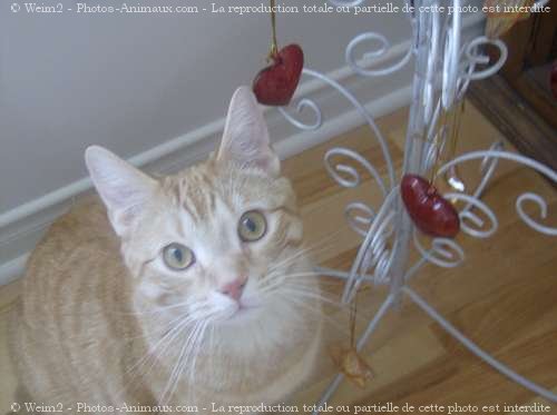 Photo de Chat domestique