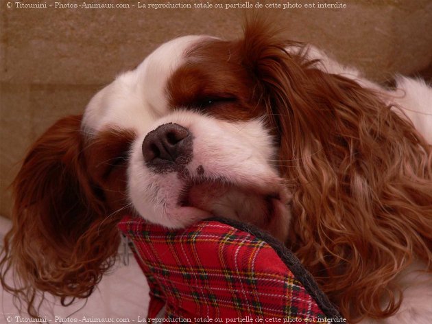 Photo de Cavalier king charles spaniel