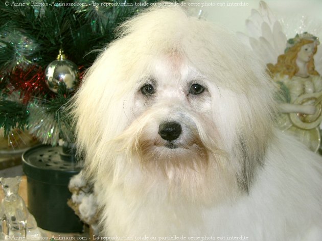 Photo de Coton de tulear