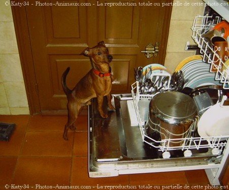 Photo de Pinscher nain