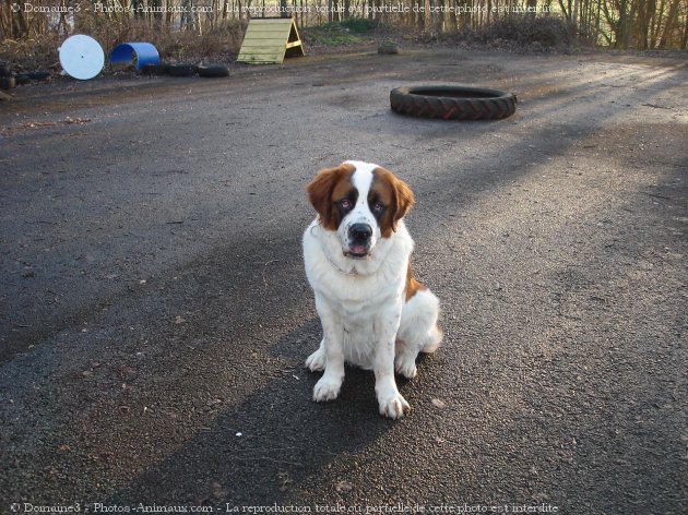 Photo de Saint-bernard poil long