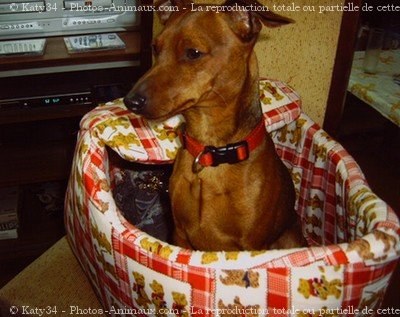 Photo de Pinscher nain