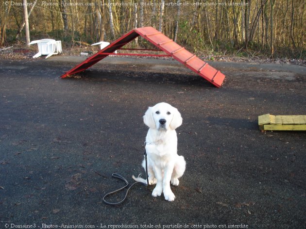 Photo de Golden retriever