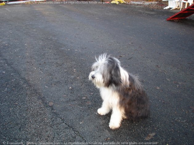 Photo de Bearded collie