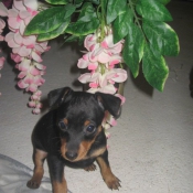 Photo de Pinscher nain