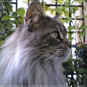 Photo de Maine coon