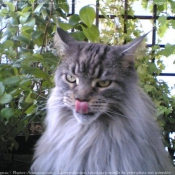 Photo de Maine coon