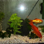 Photo de Poissons rouges