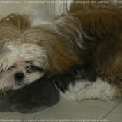 Photo de Shih tzu