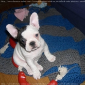 Photo de Bouledogue franais