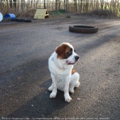 Photo de Saint-bernard poil long