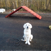 Photo de Golden retriever