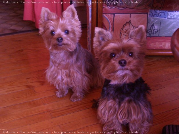 Photo de Yorkshire terrier