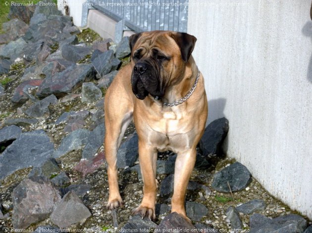 Photo de Bullmastiff