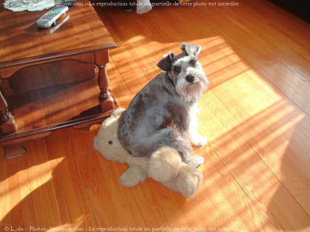 Photo de Schnauzer nain