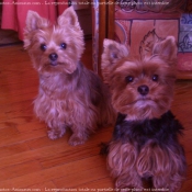 Photo de Yorkshire terrier