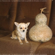 Photo de Chihuahua  poil long