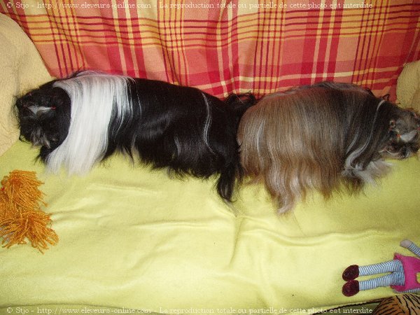 Photo de Shih tzu