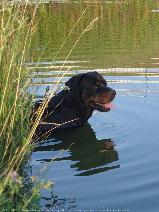 Photo de Rottweiler