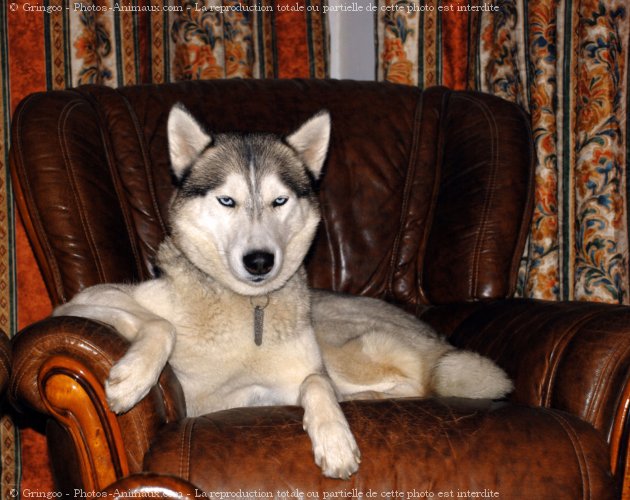 Photo de Husky siberien