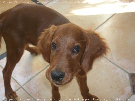 Photo de Setter irlandais rouge