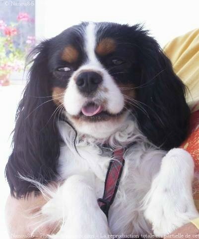 Photo de Cavalier king charles spaniel