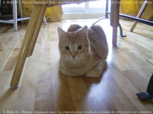 Photo de Chat domestique