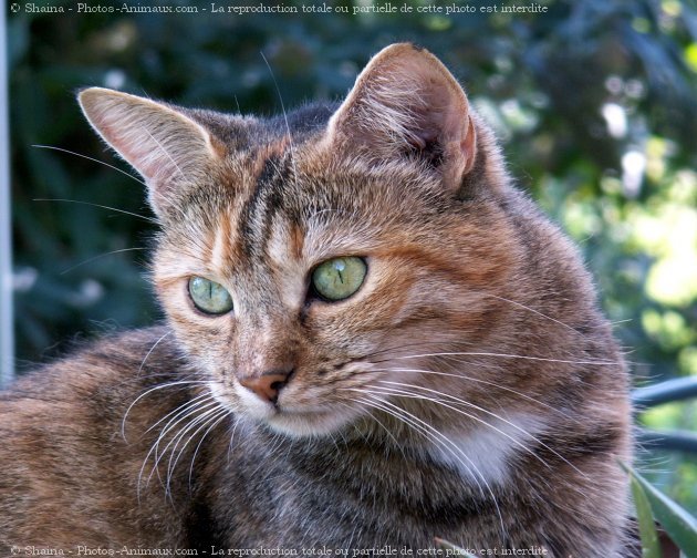 Photo de Chat domestique