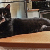 Photo de Chat domestique