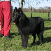 Photo de Berger belge groenendael