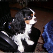 Photo de Cavalier king charles spaniel