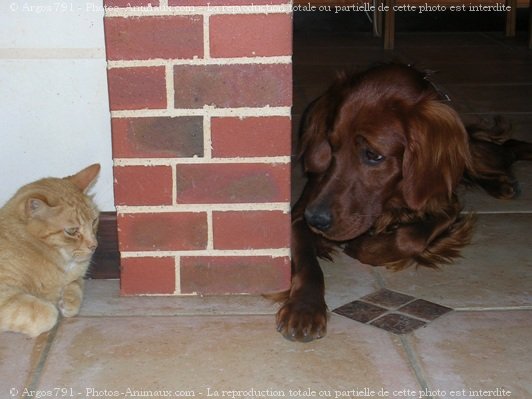 Photo de Setter irlandais rouge