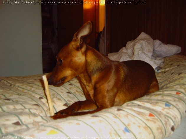 Photo de Pinscher nain