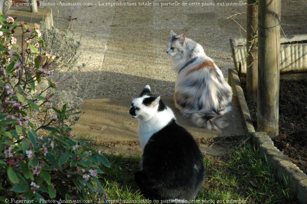 Photo de Chat domestique