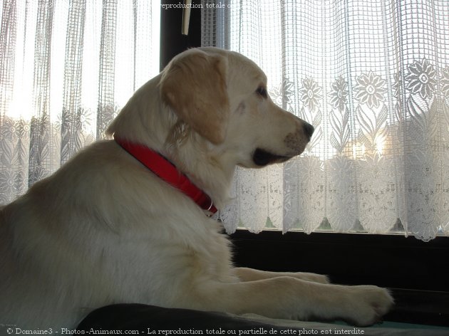 Photo de Golden retriever